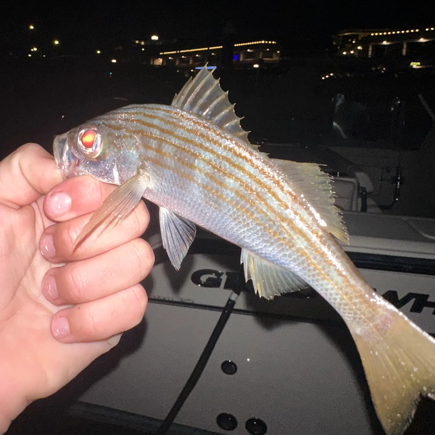 The most recent Californian salema catches on Fishbrain