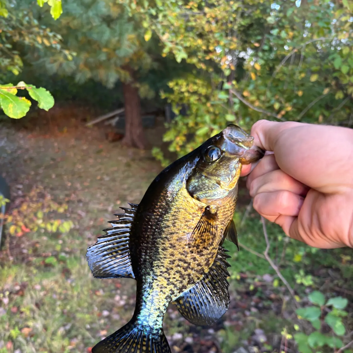 Black crappie caught on Fishbrain