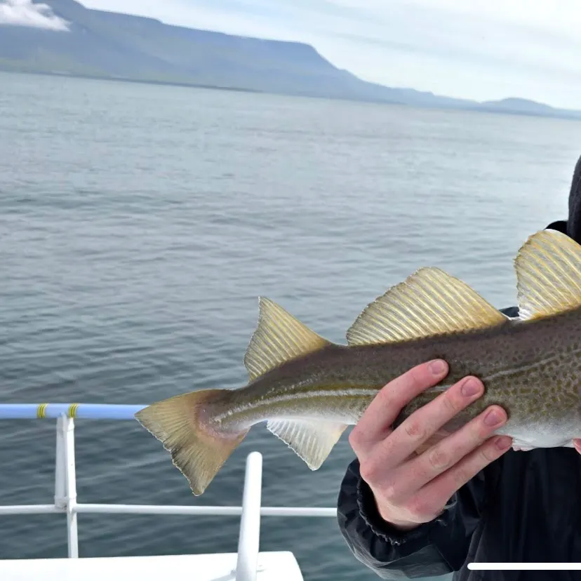 The most recent Atlantic cod catches on Fishbrain