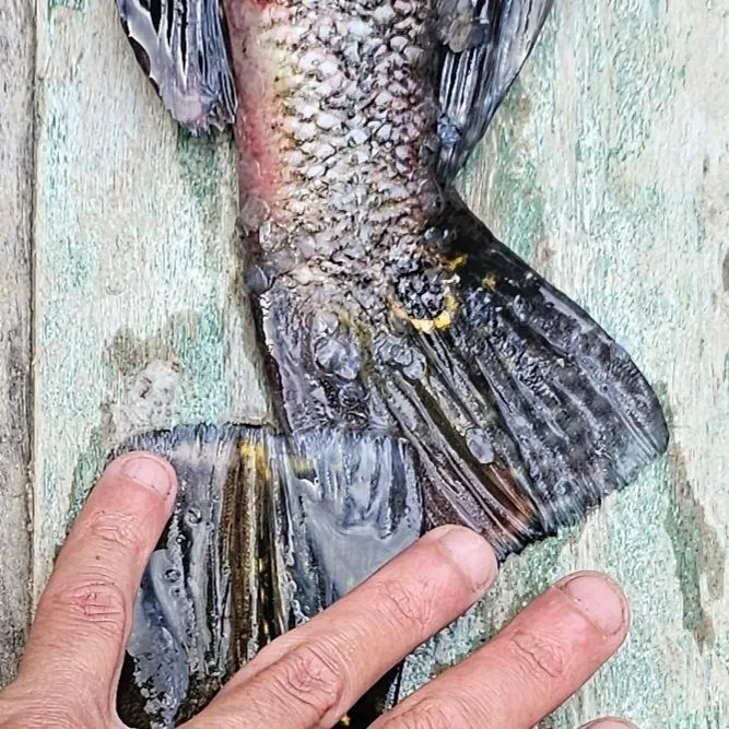 Butterfly peacock bass caught on Fishbrain