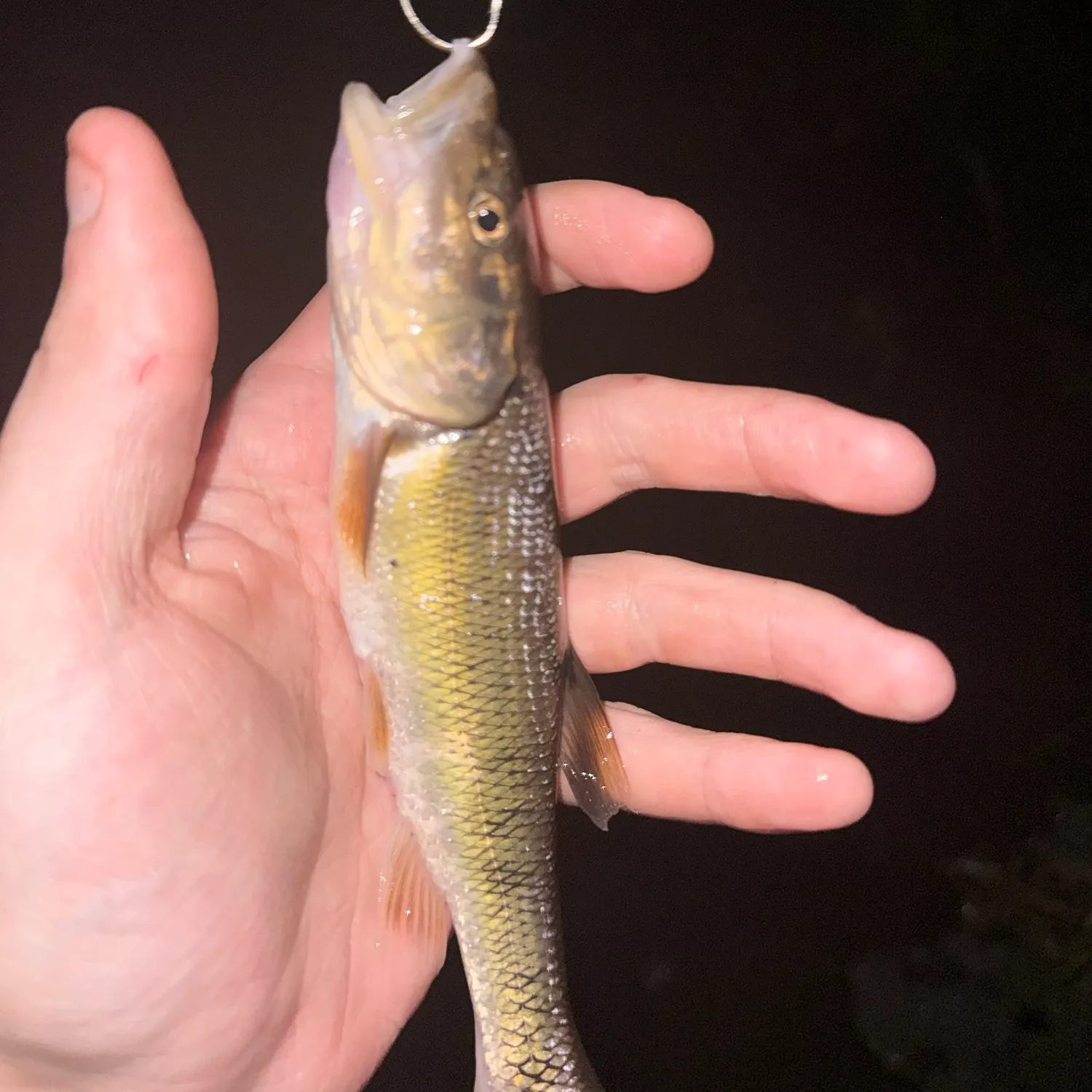 Creek chub caught on Fishbrain