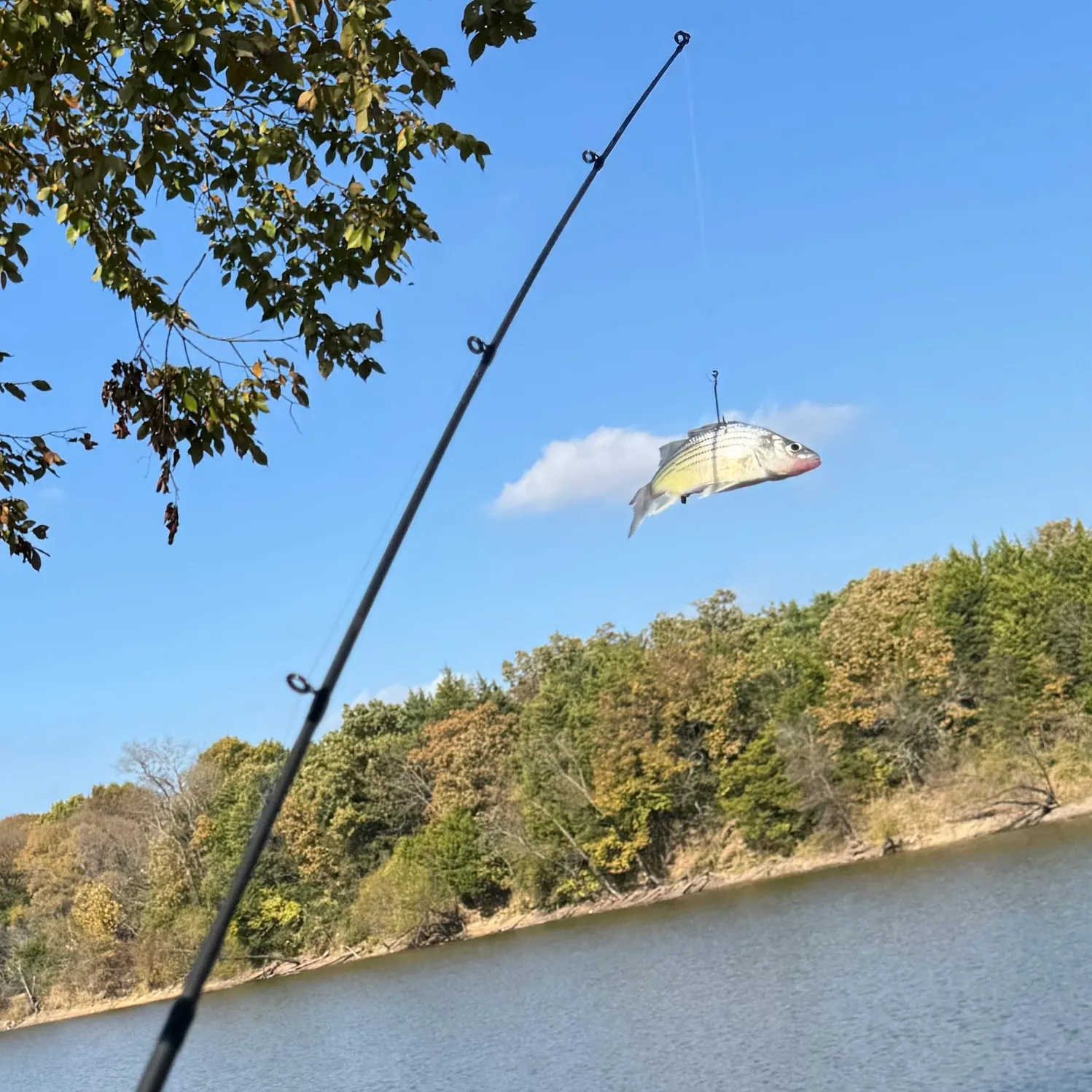 The most recent Yellow bass catches on Fishbrain