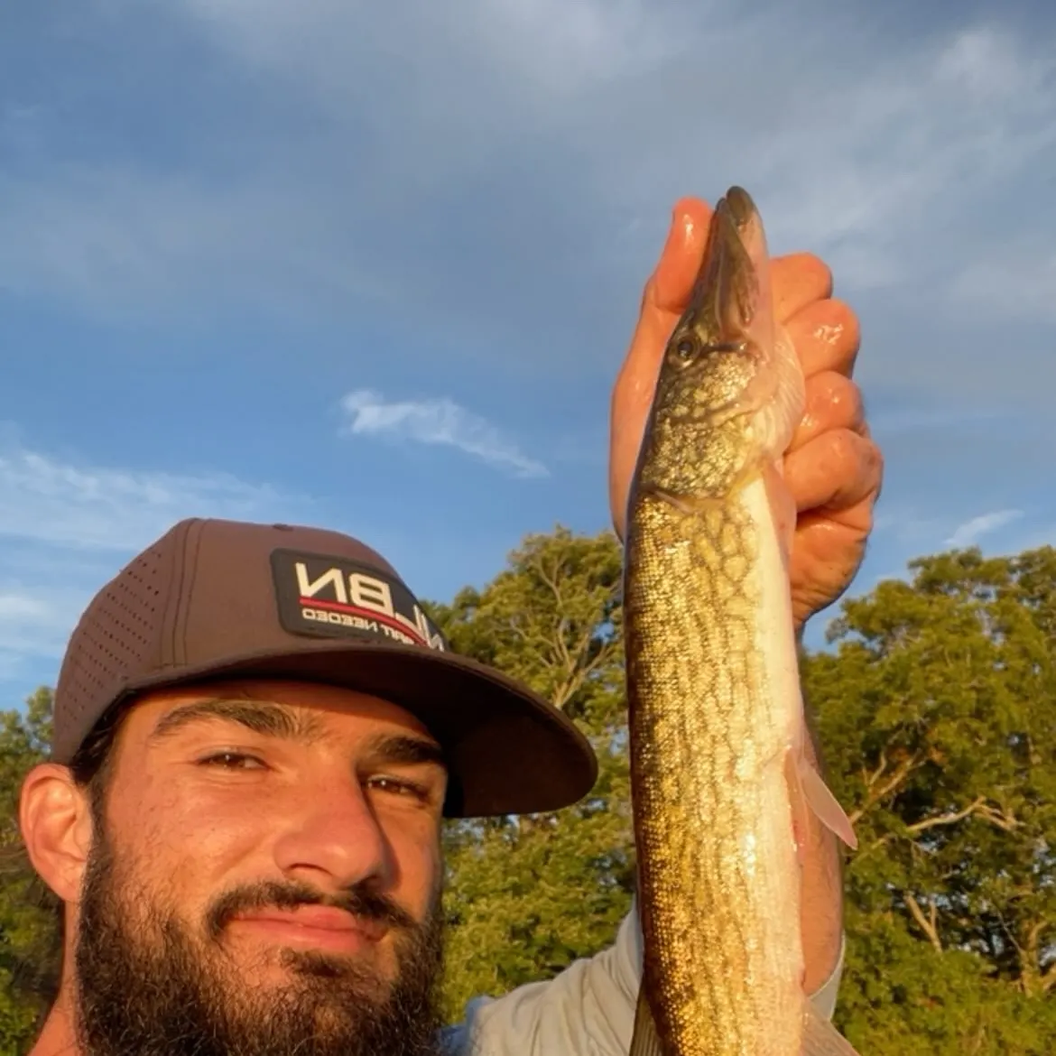 Chain pickerel caught on Fishbrain