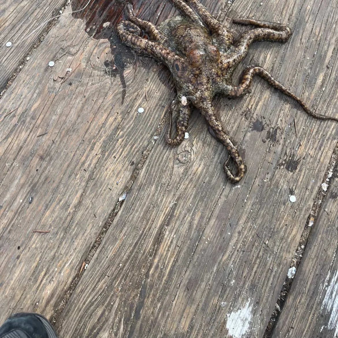 The most recent Common octopus catches on Fishbrain