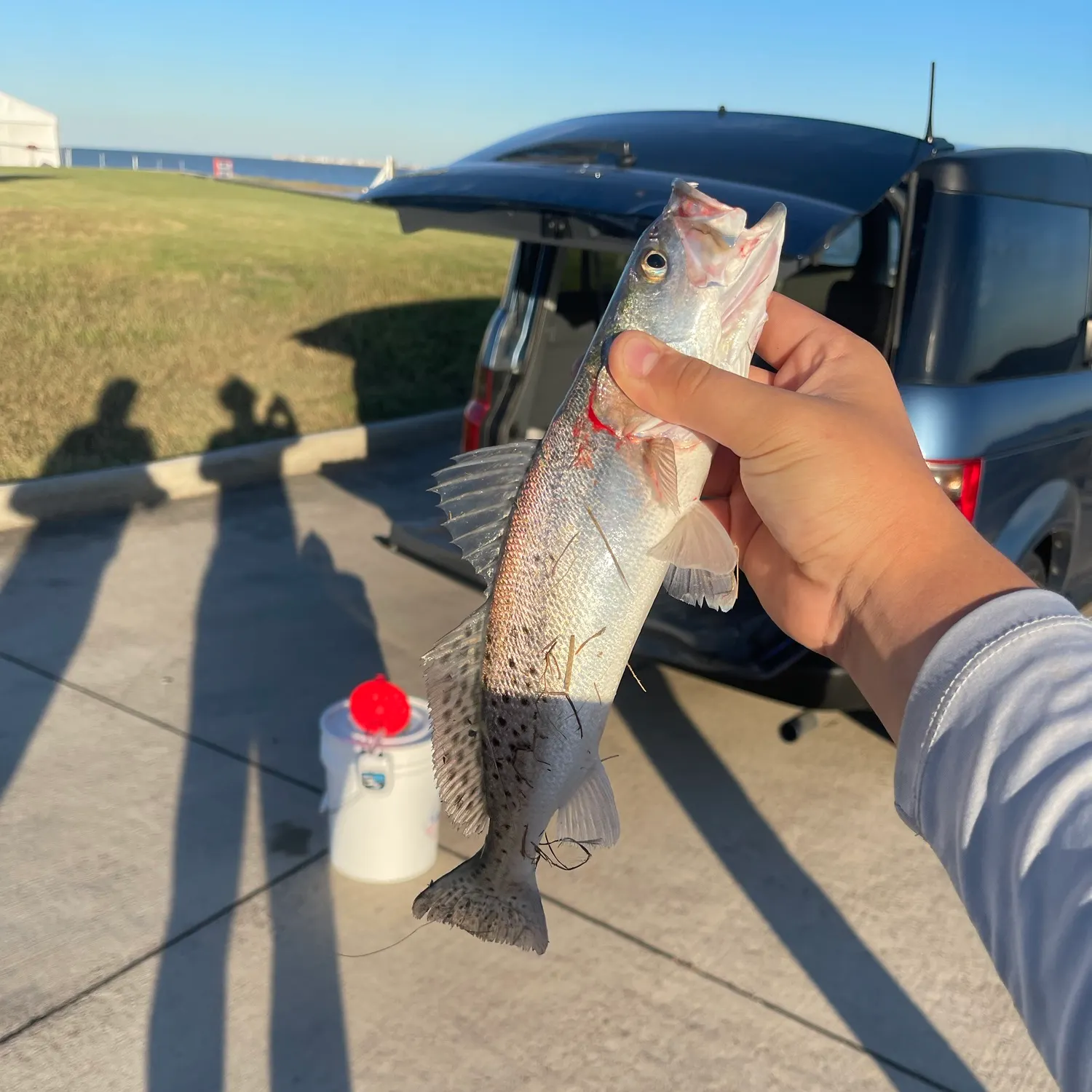 Spotted seatrout caught on Fishbrain
