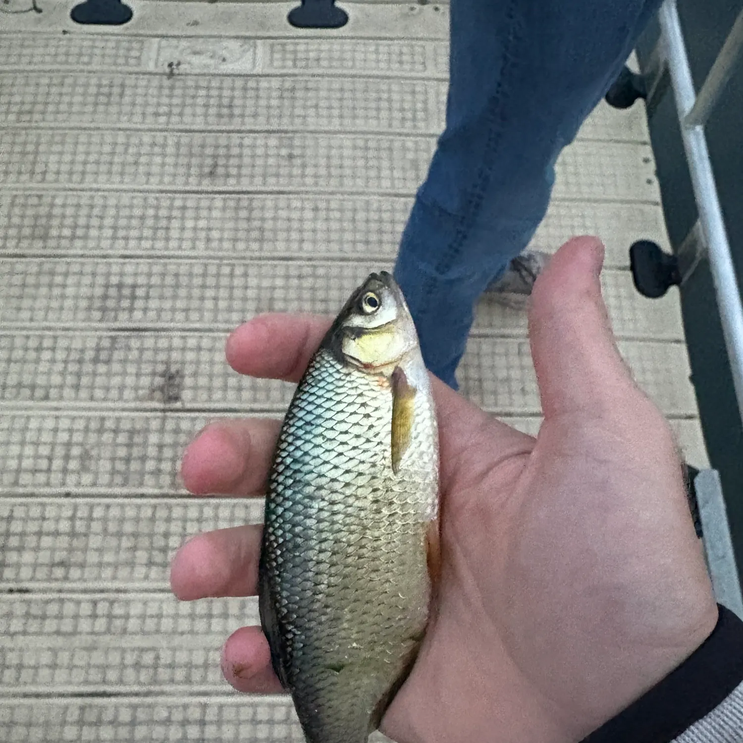 Golden shiner caught on Fishbrain