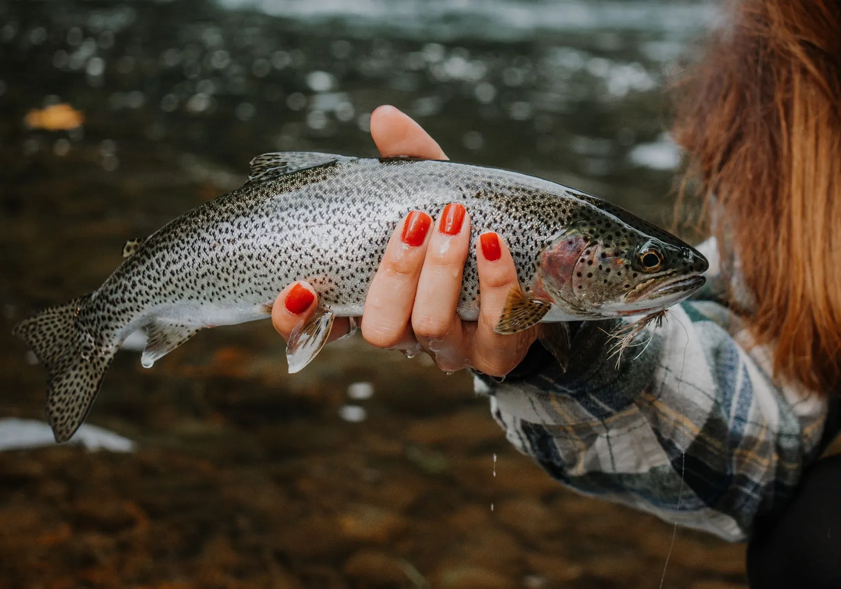 Coastal cutthroat trout