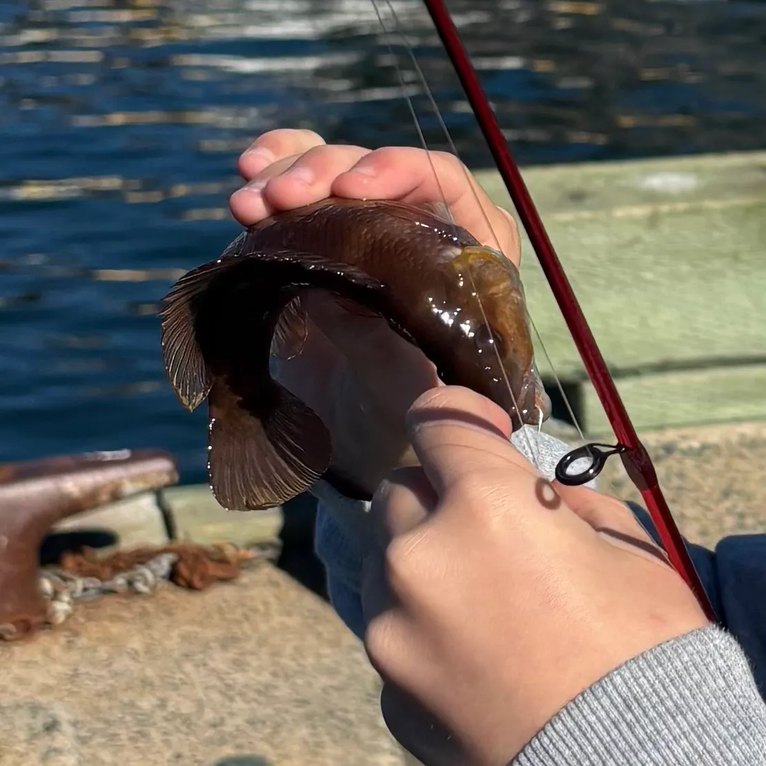 Cunner caught on Fishbrain