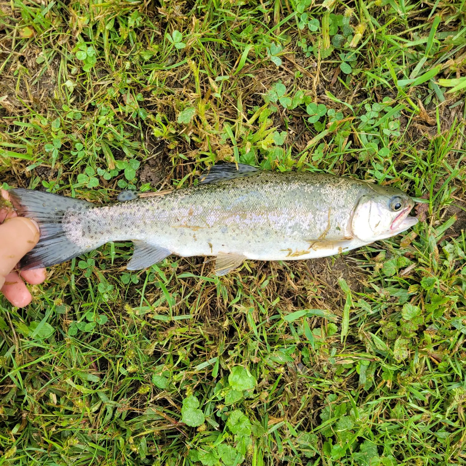 Rainbow trout caught on Fishbrain