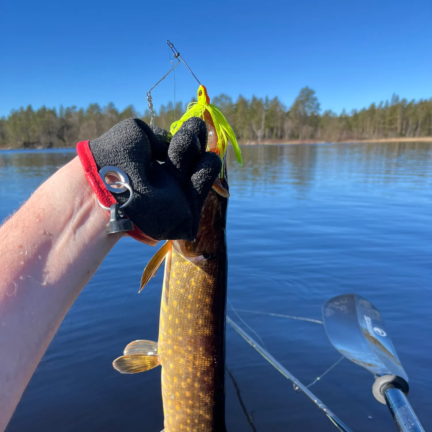 The most recent Northern pike catches on Fishbrain