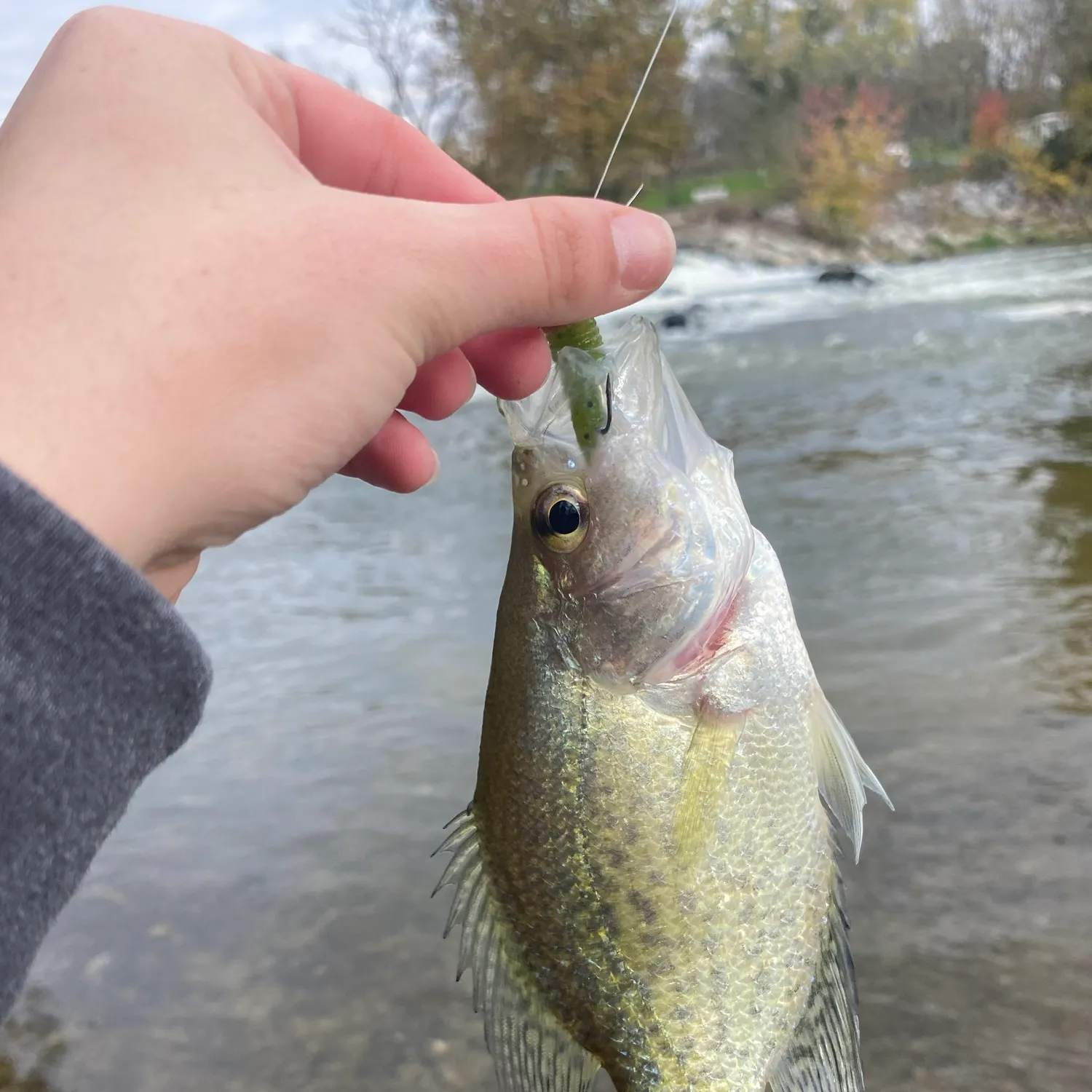 White crappie caught on Fishbrain