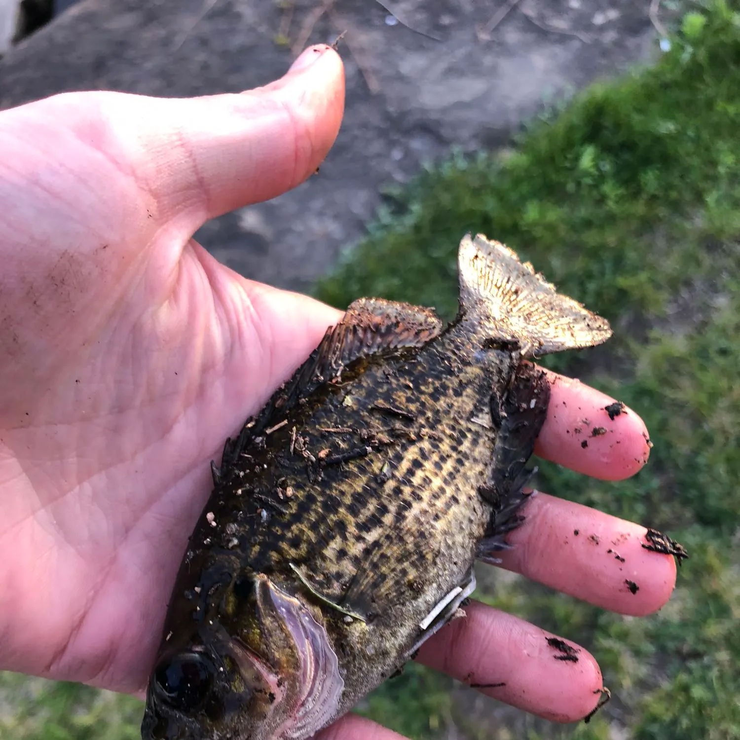 Rock bass caught on Fishbrain