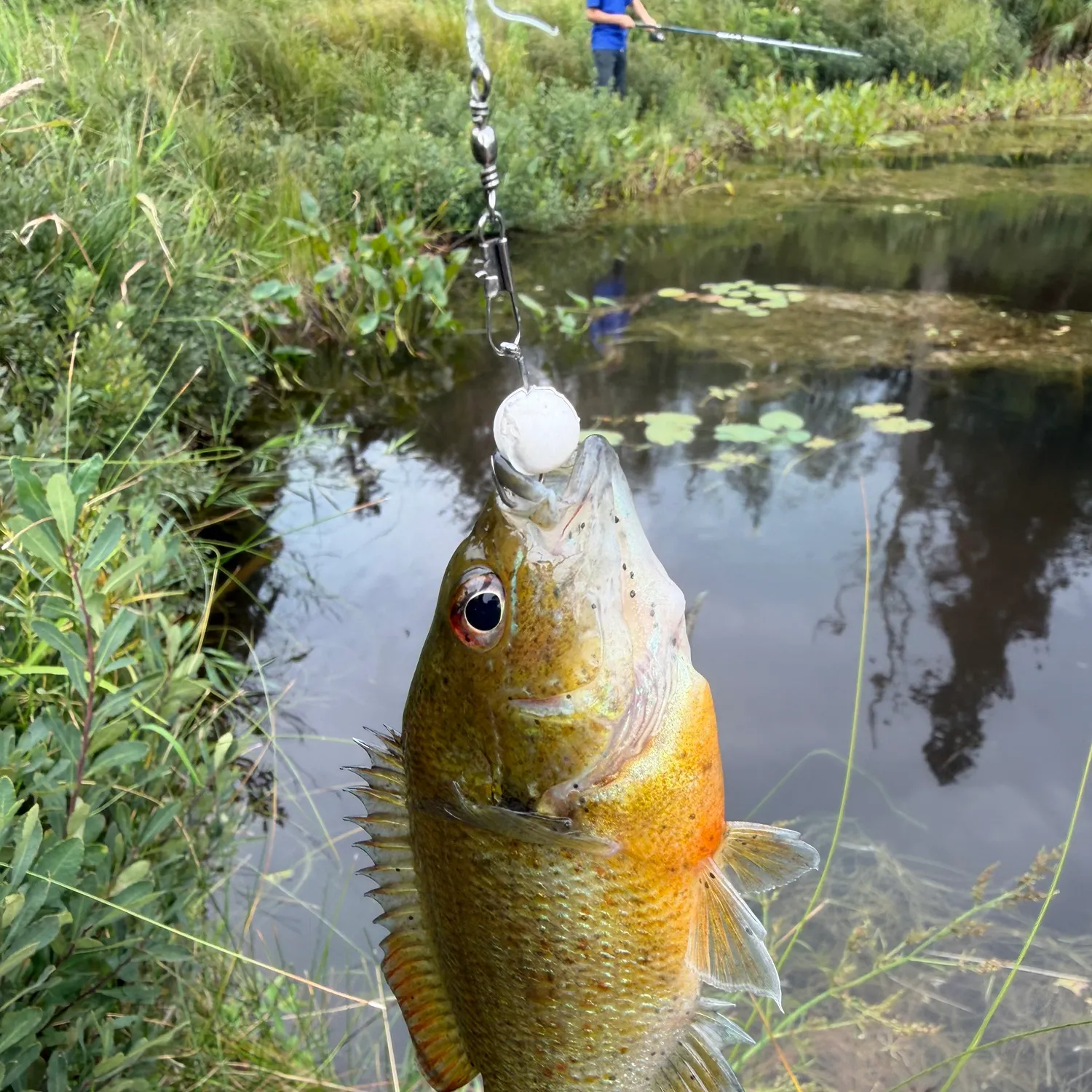 Redbreast sunfish caught on Fishbrain