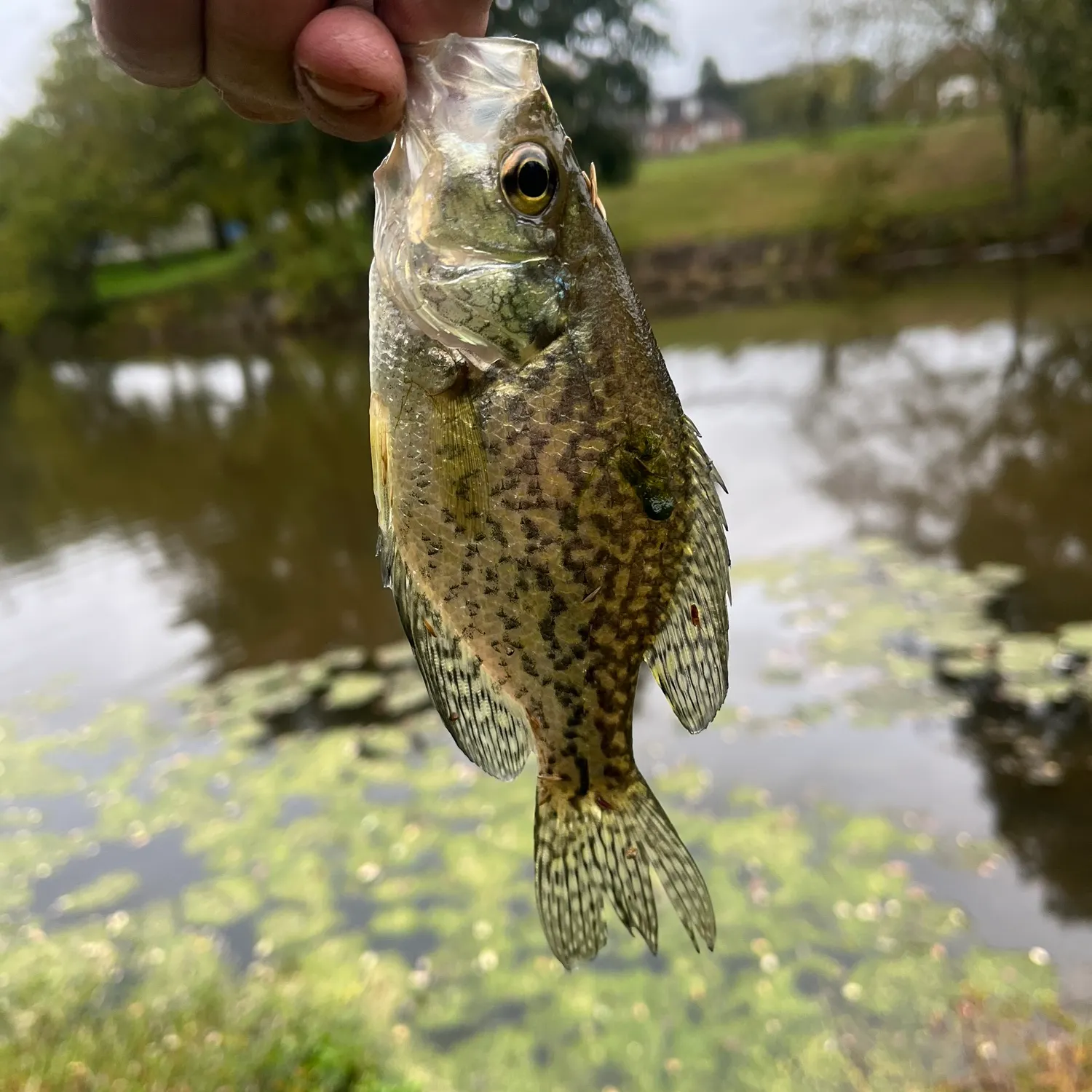 Black crappie caught on Fishbrain