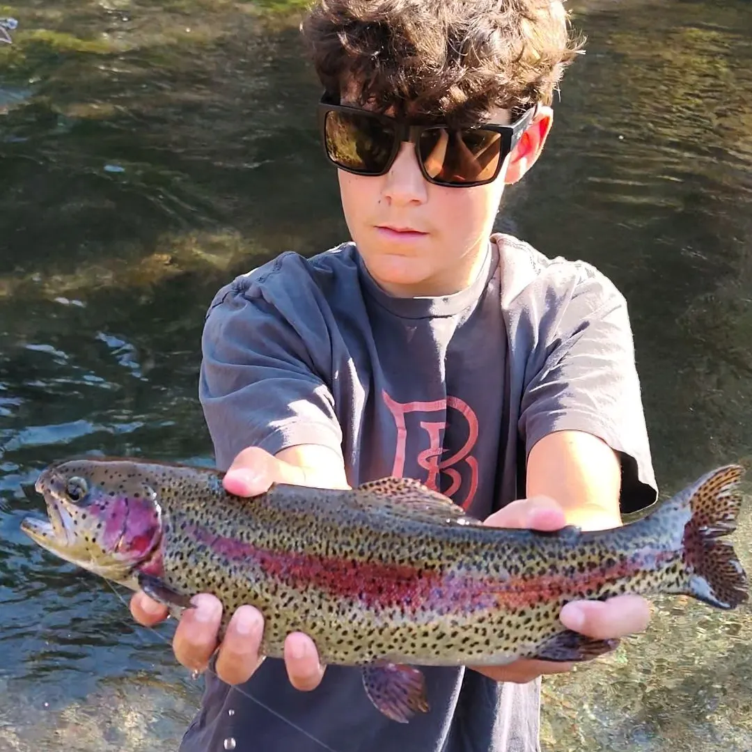 Rainbow trout caught on Fishbrain