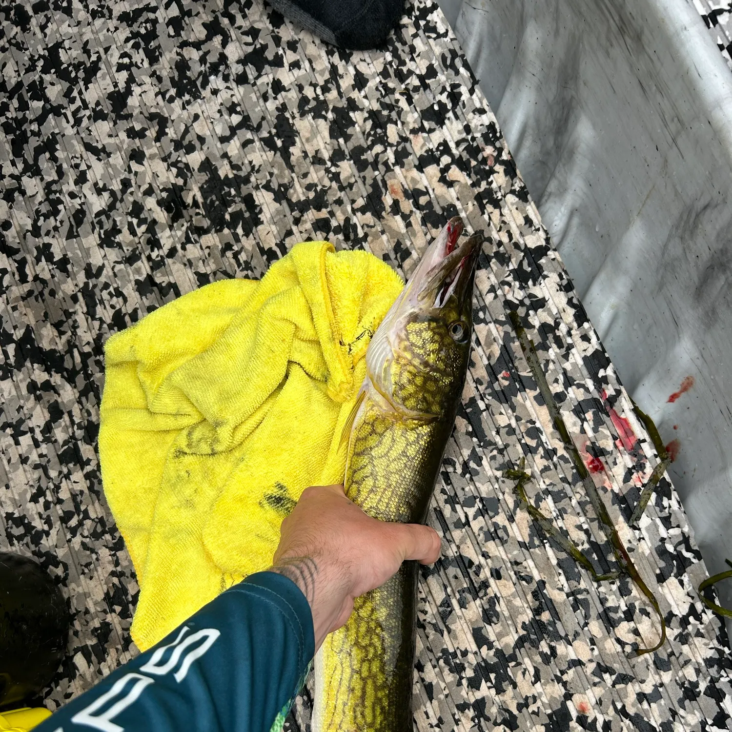 Chain pickerel caught on Fishbrain
