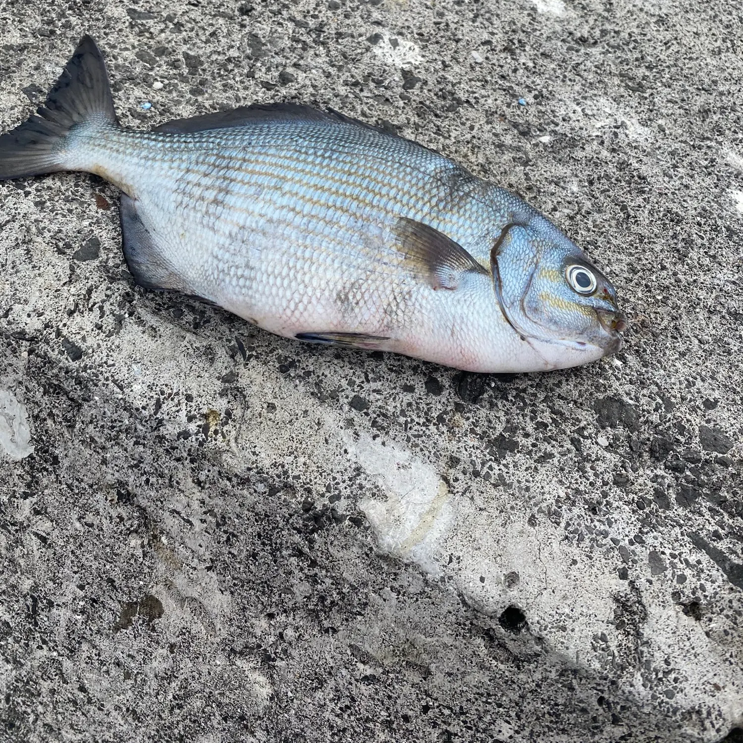 Bermuda sea chub caught on Fishbrain