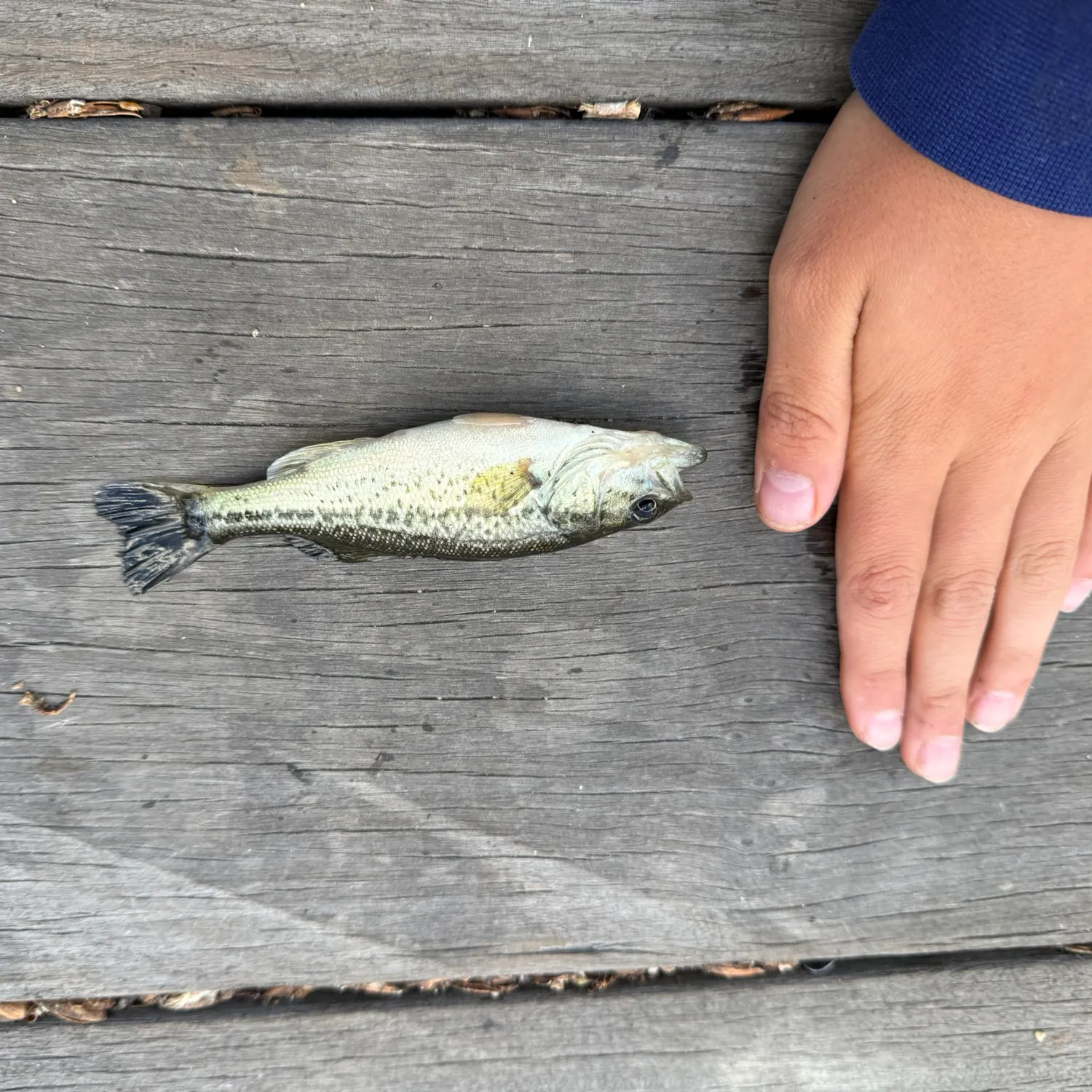 The most recent Meanmouth bass catches on Fishbrain