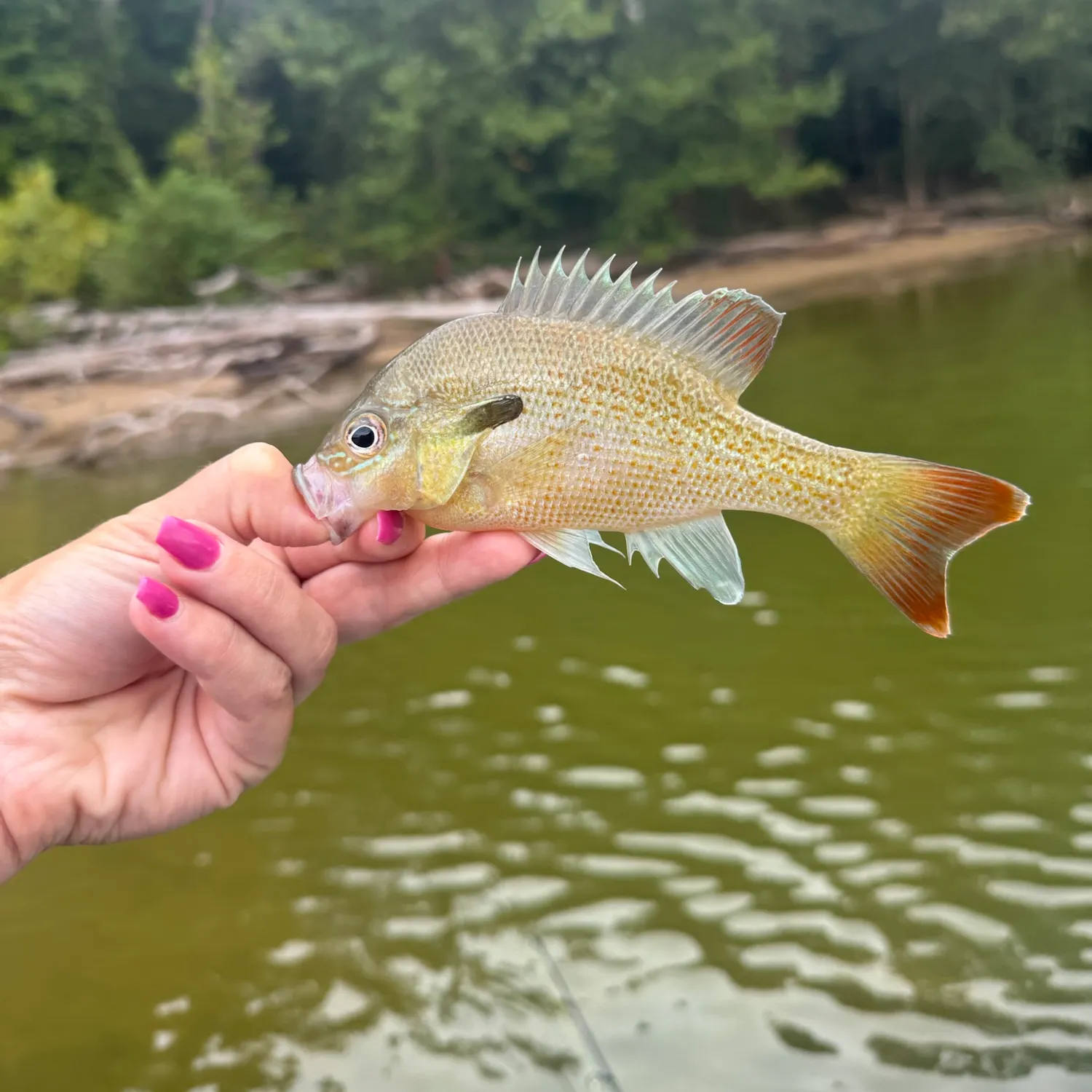 The most recent Redbreast sunfish catches on Fishbrain