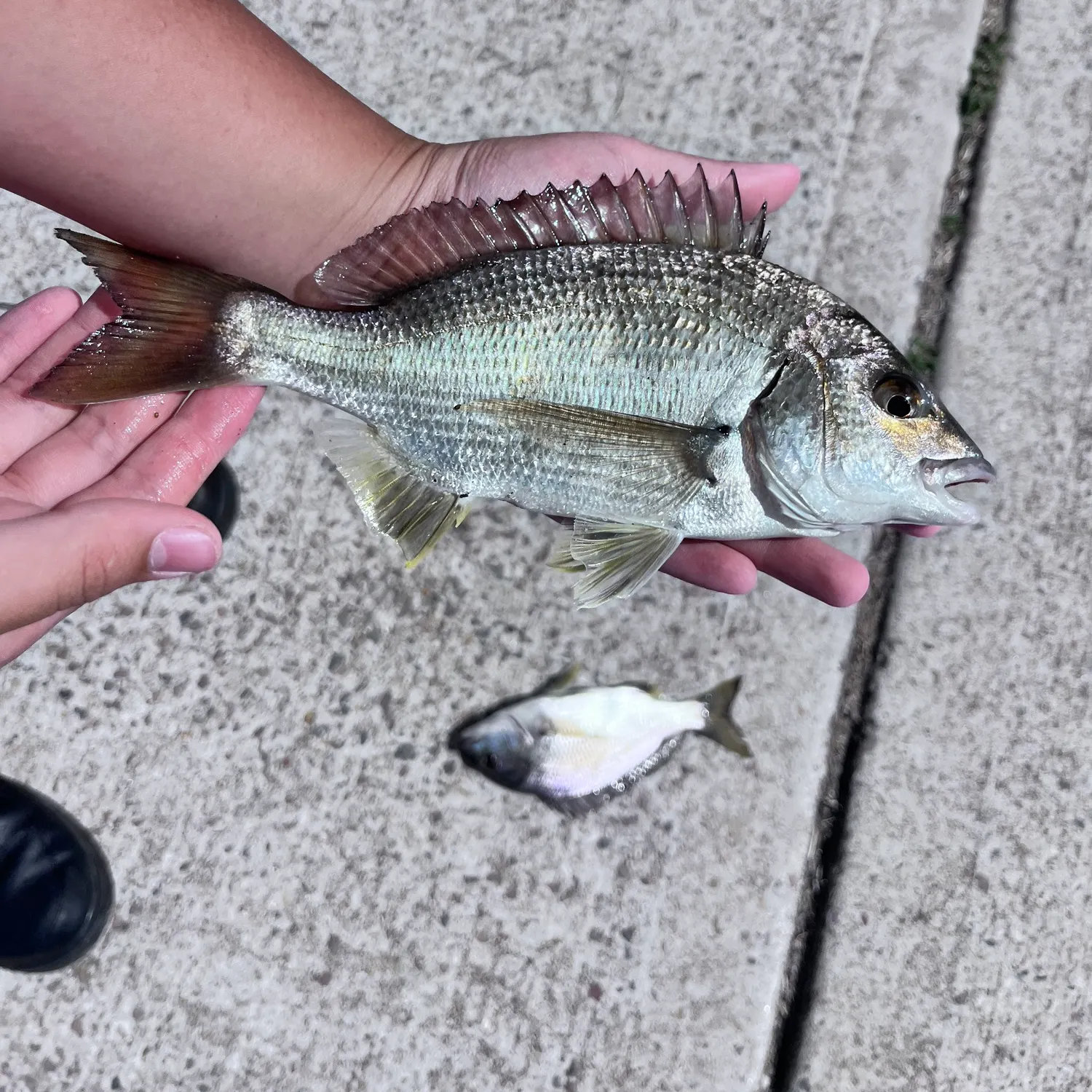 catch