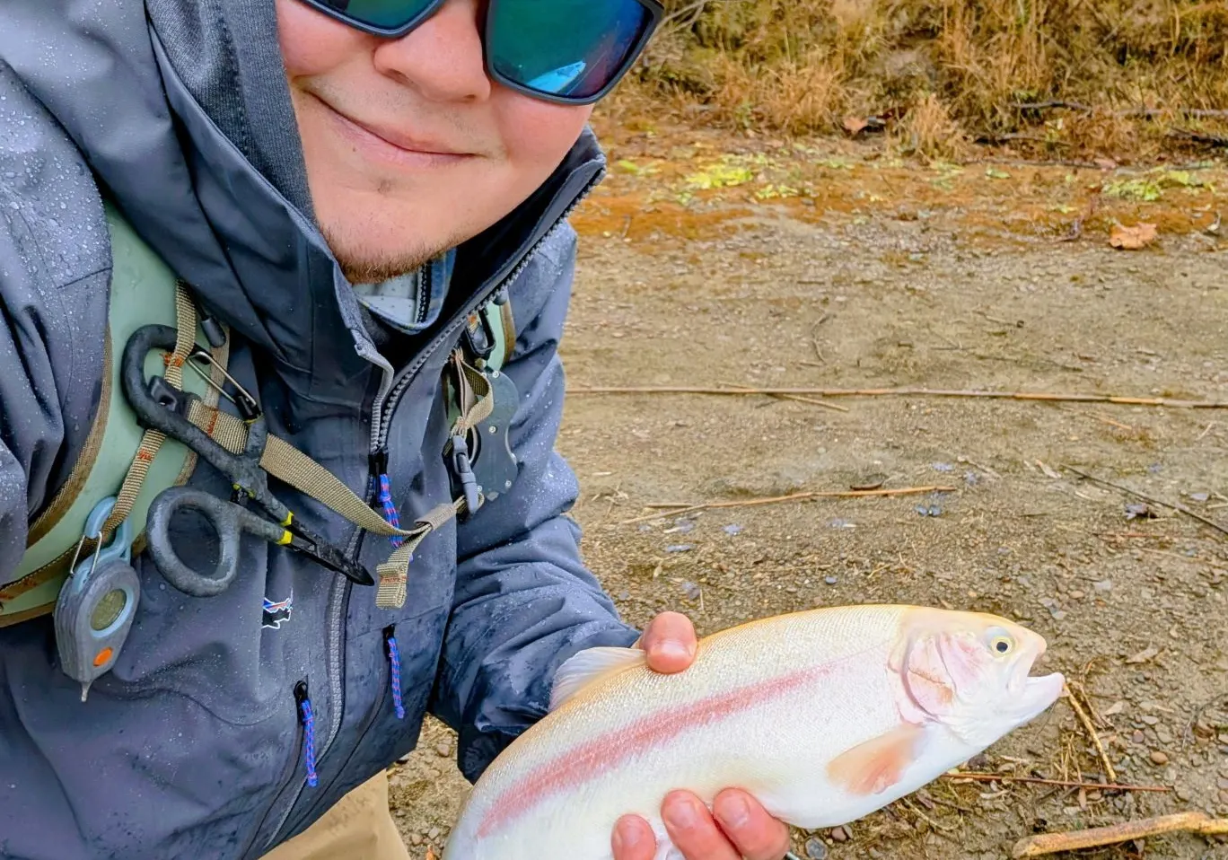 Golden rainbow trout