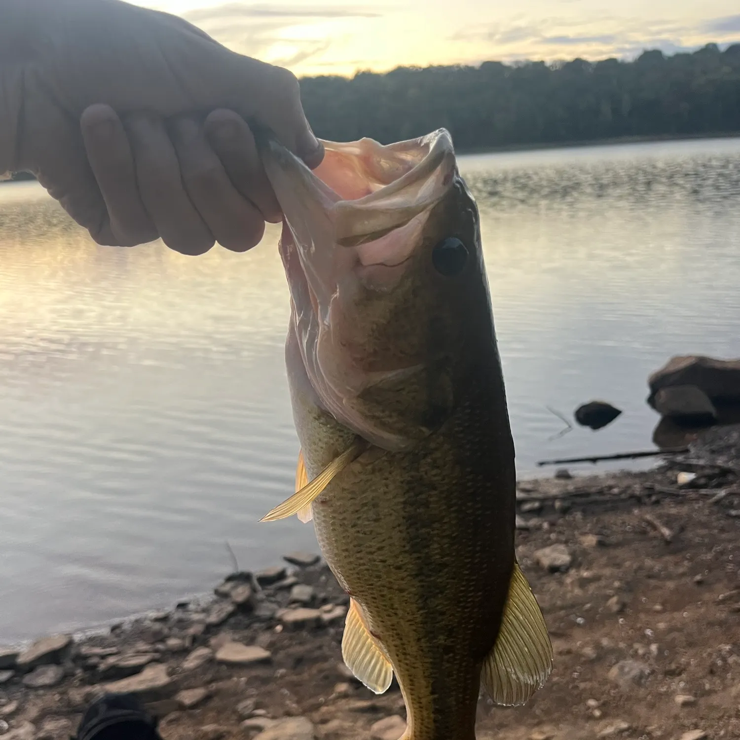 Largemouth bass caught on Fishbrain