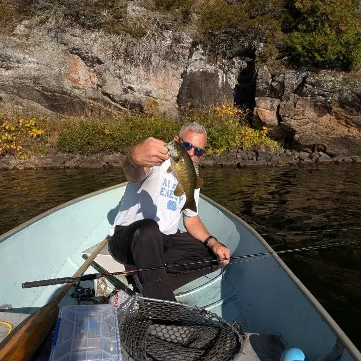 Smallmouth bass caught on Fishbrain