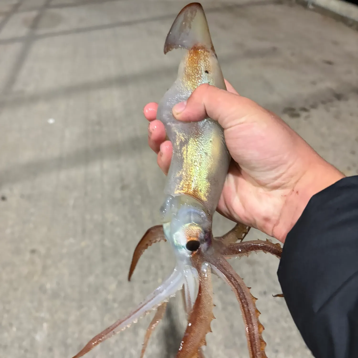The most recent Northern shortfin squid catches on Fishbrain