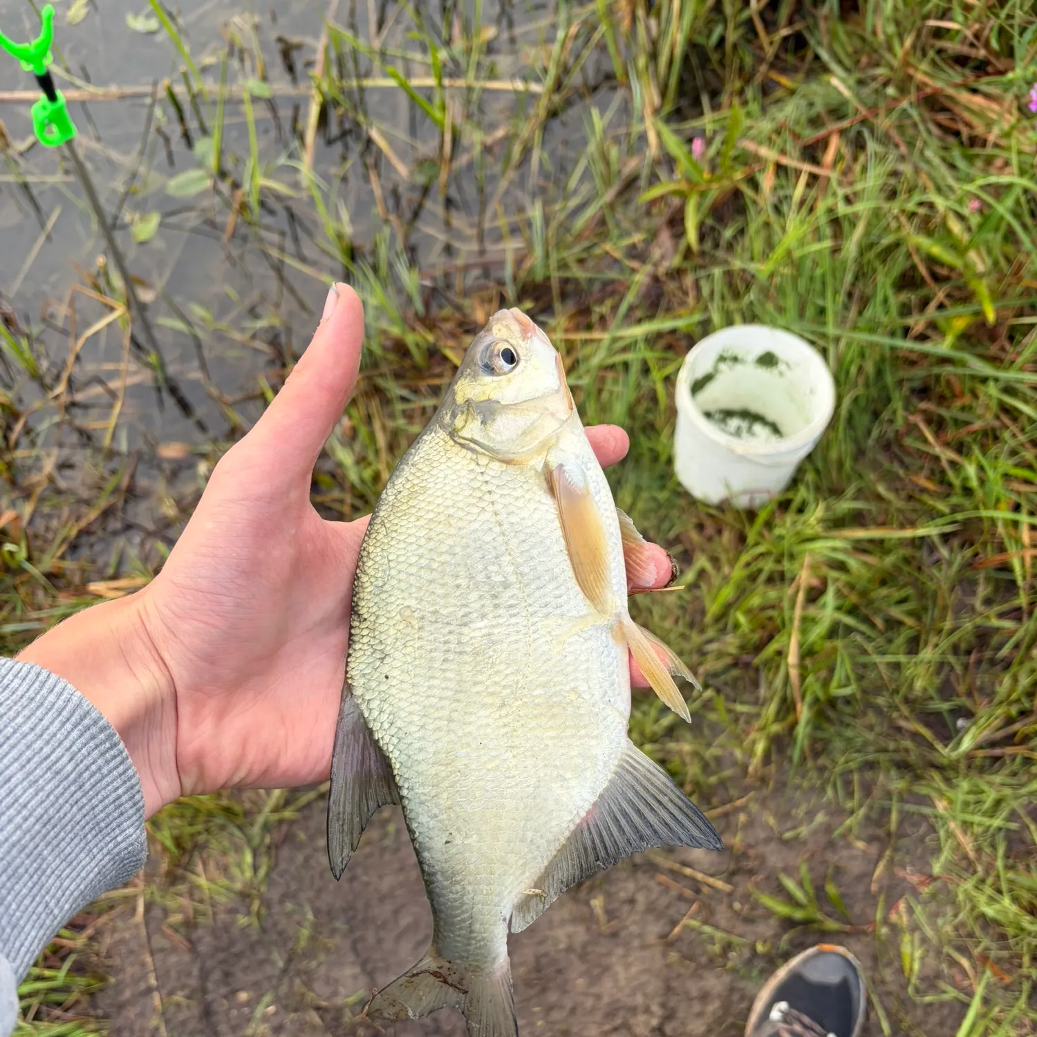 Common bream caught on Fishbrain