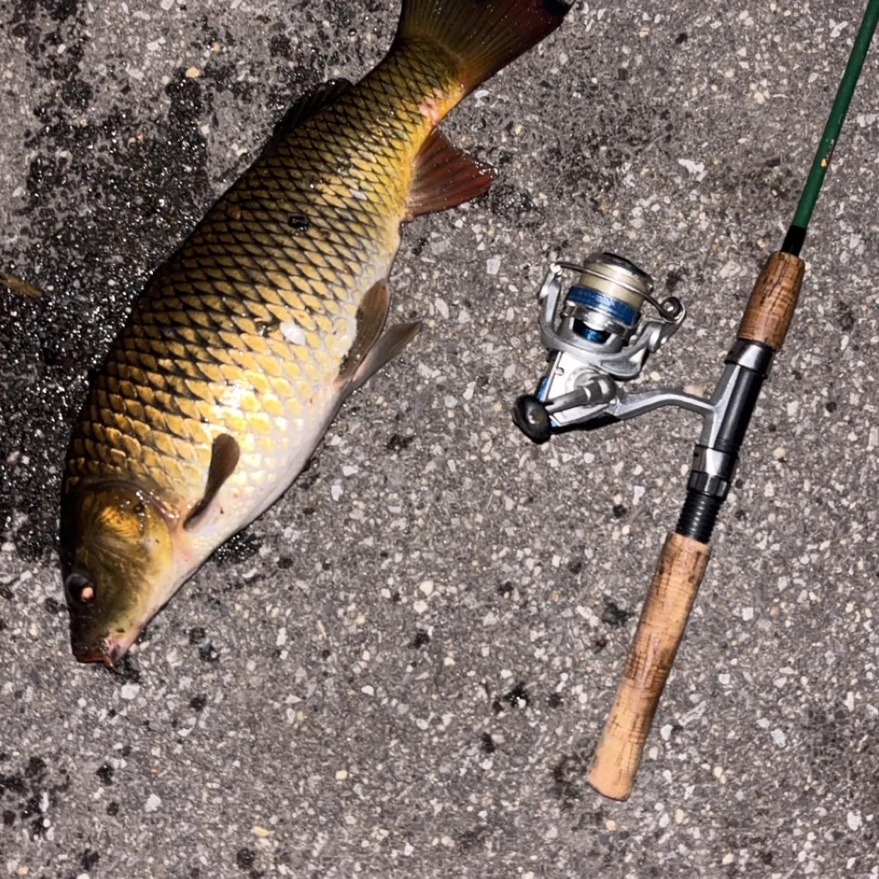 Common carp caught on Fishbrain