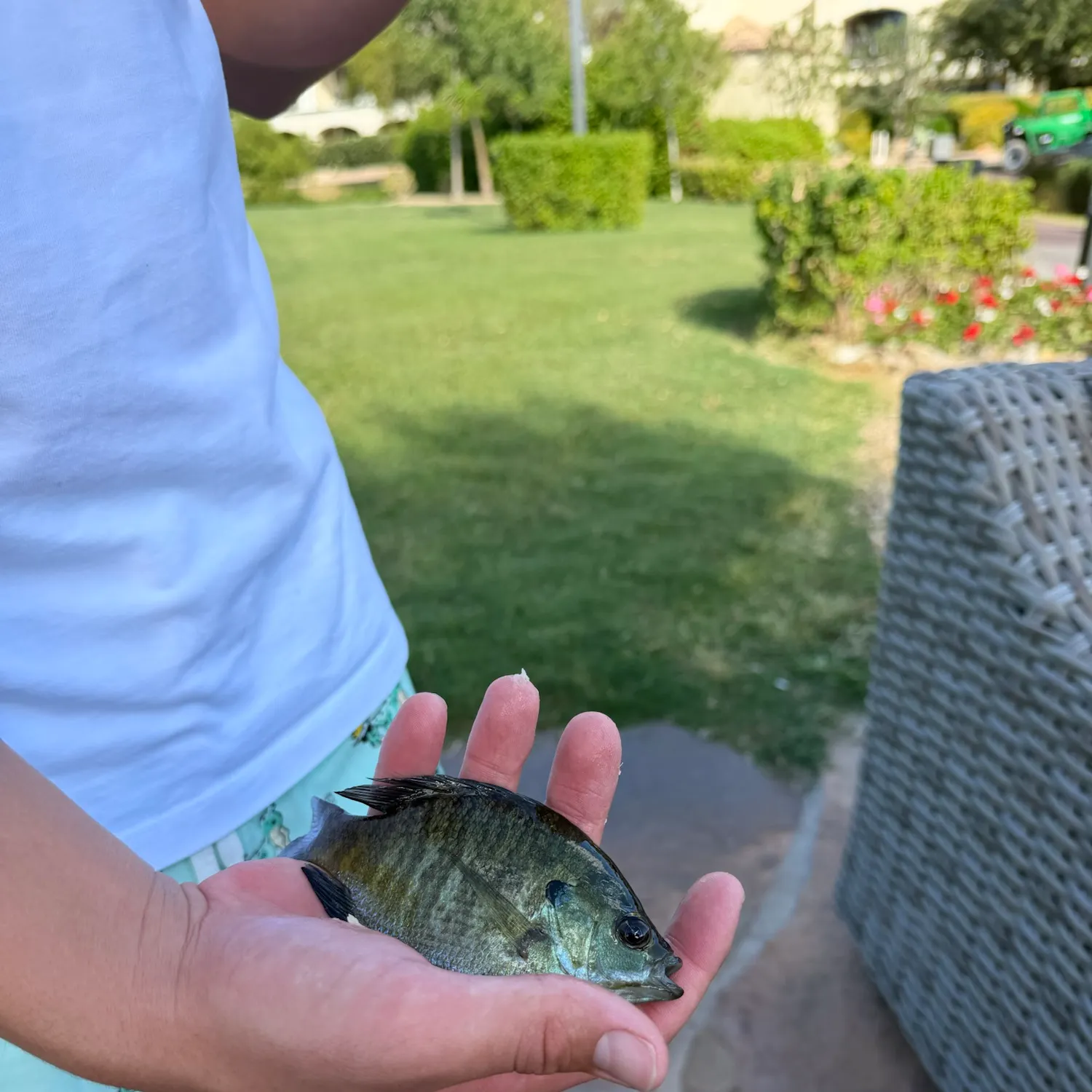 The most recent Bluegill x longear sunfish catches on Fishbrain