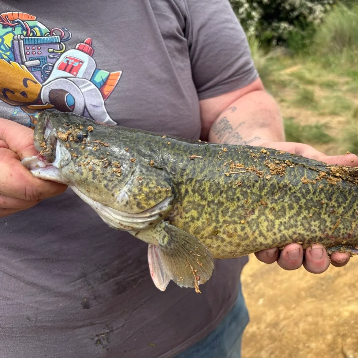 Murray cod caught on Fishbrain