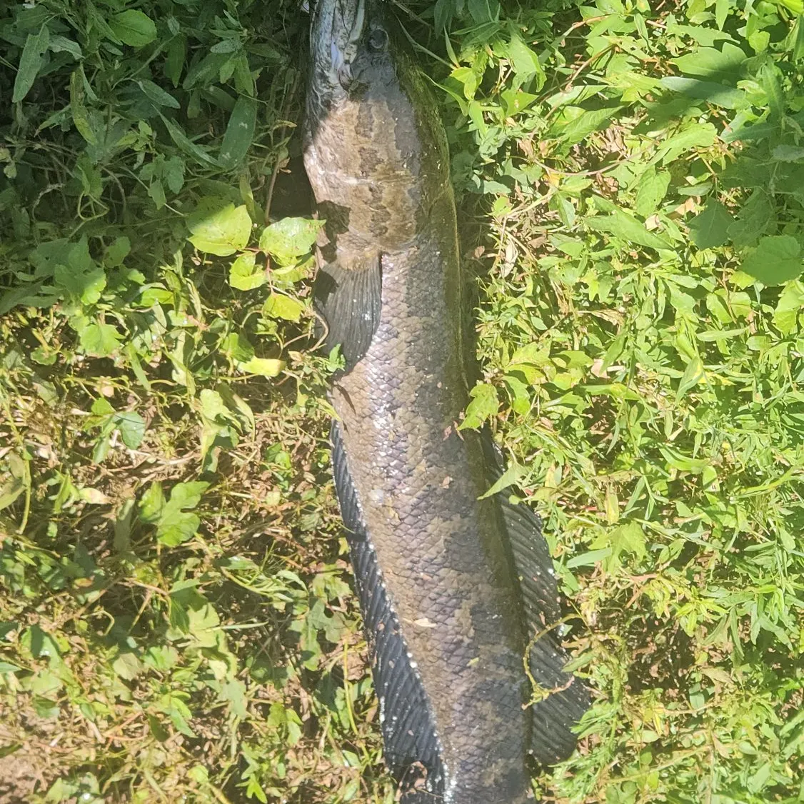 Northern snakehead caught on Fishbrain