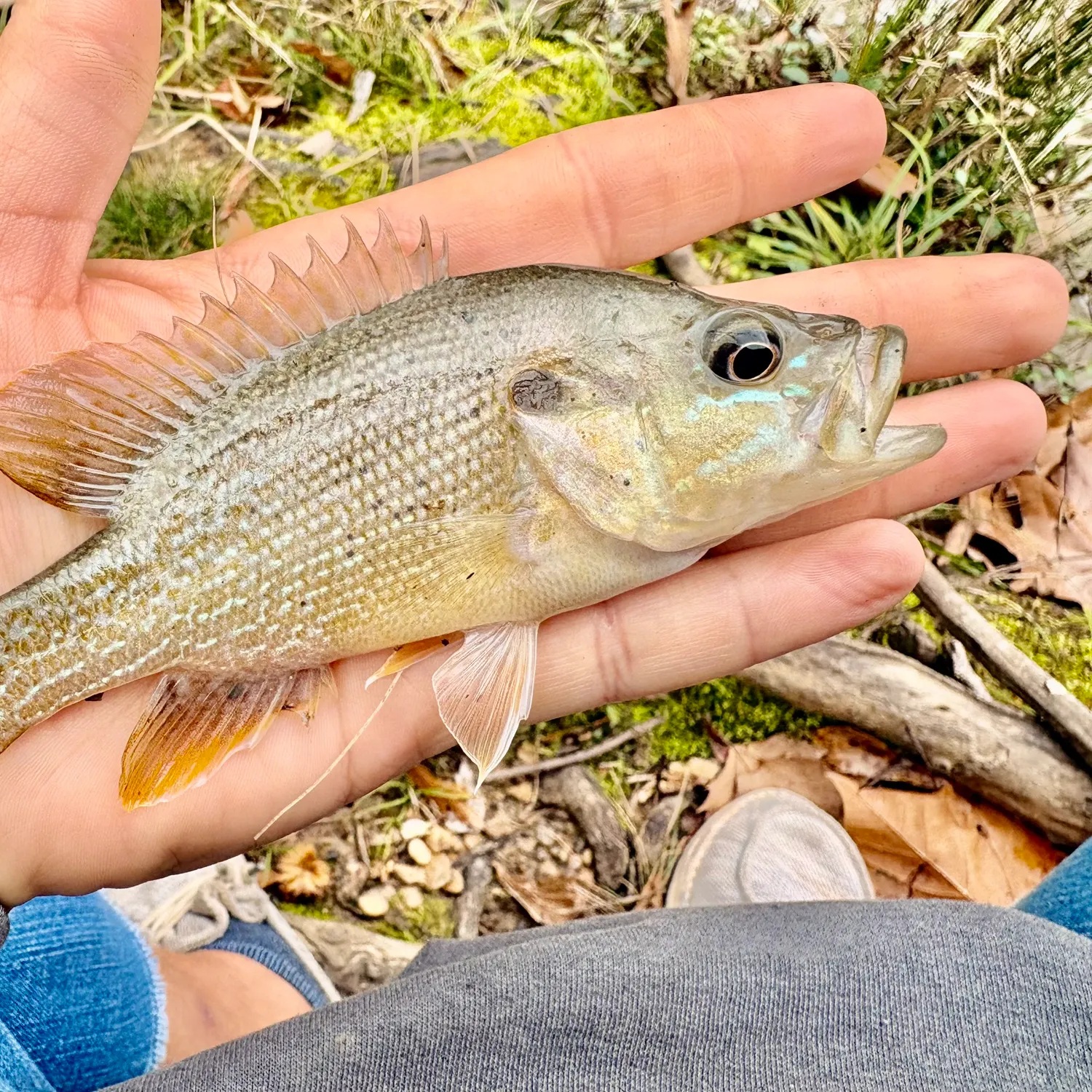 The most recent Green sunfish catches on Fishbrain