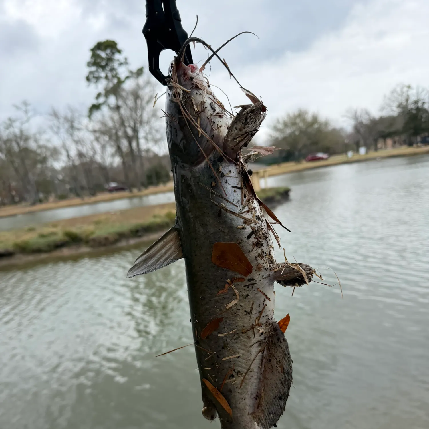 The most recent Blue catfish catches on Fishbrain