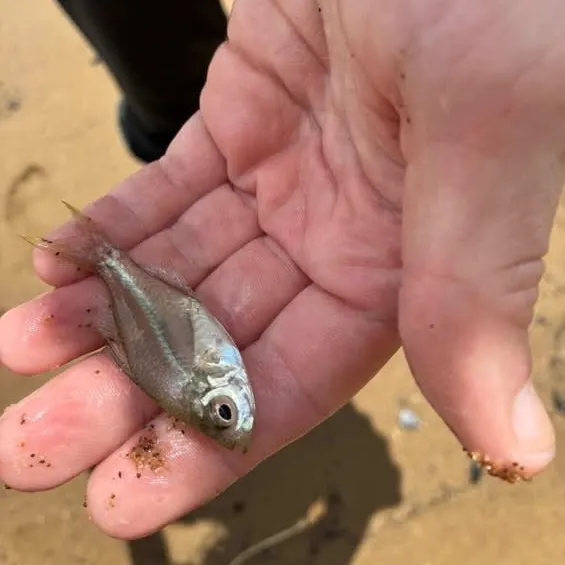 The most recent Scalloped glassfish catches on Fishbrain