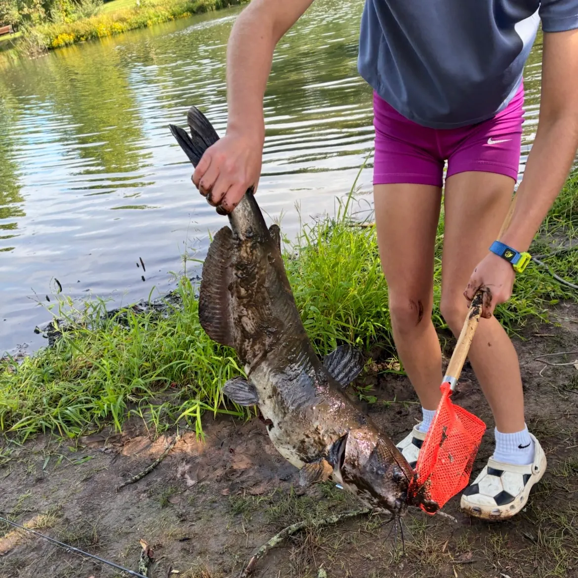 Channel catfish caught on Fishbrain