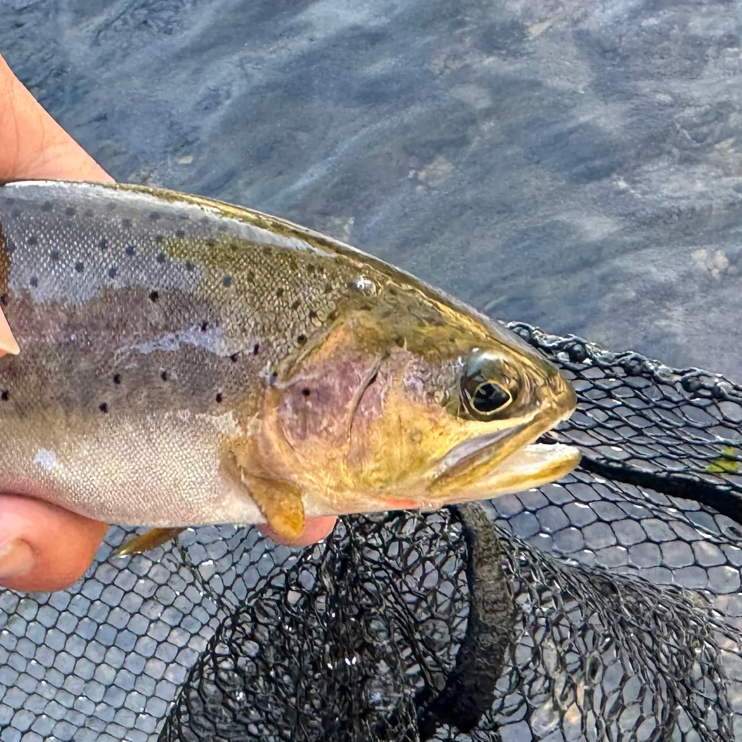 Westslope cutthroat trout caught on Fishbrain