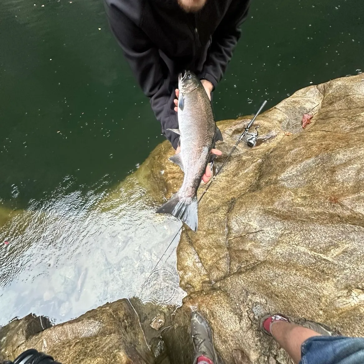 Coho salmon caught on Fishbrain