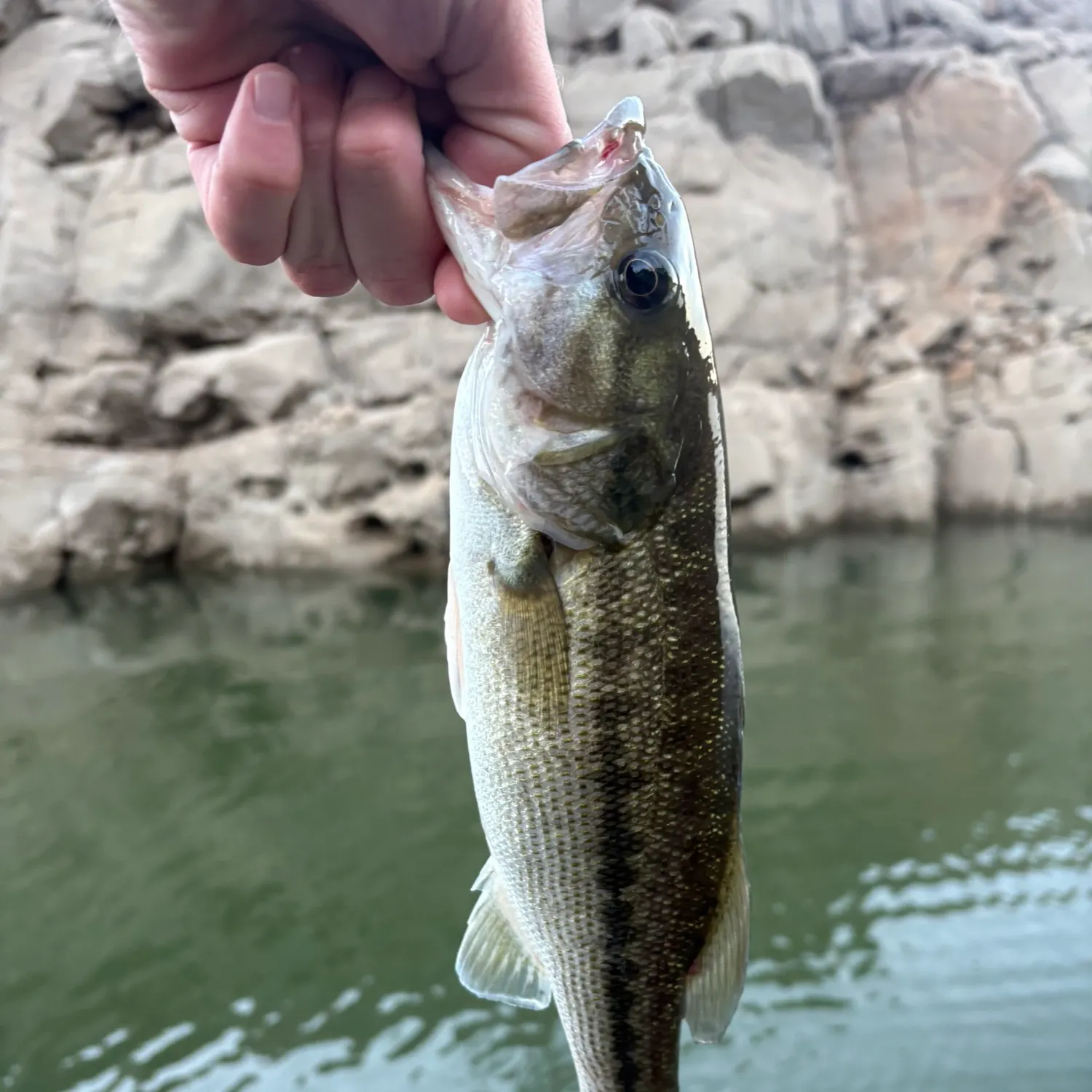 Spotted bass caught on Fishbrain