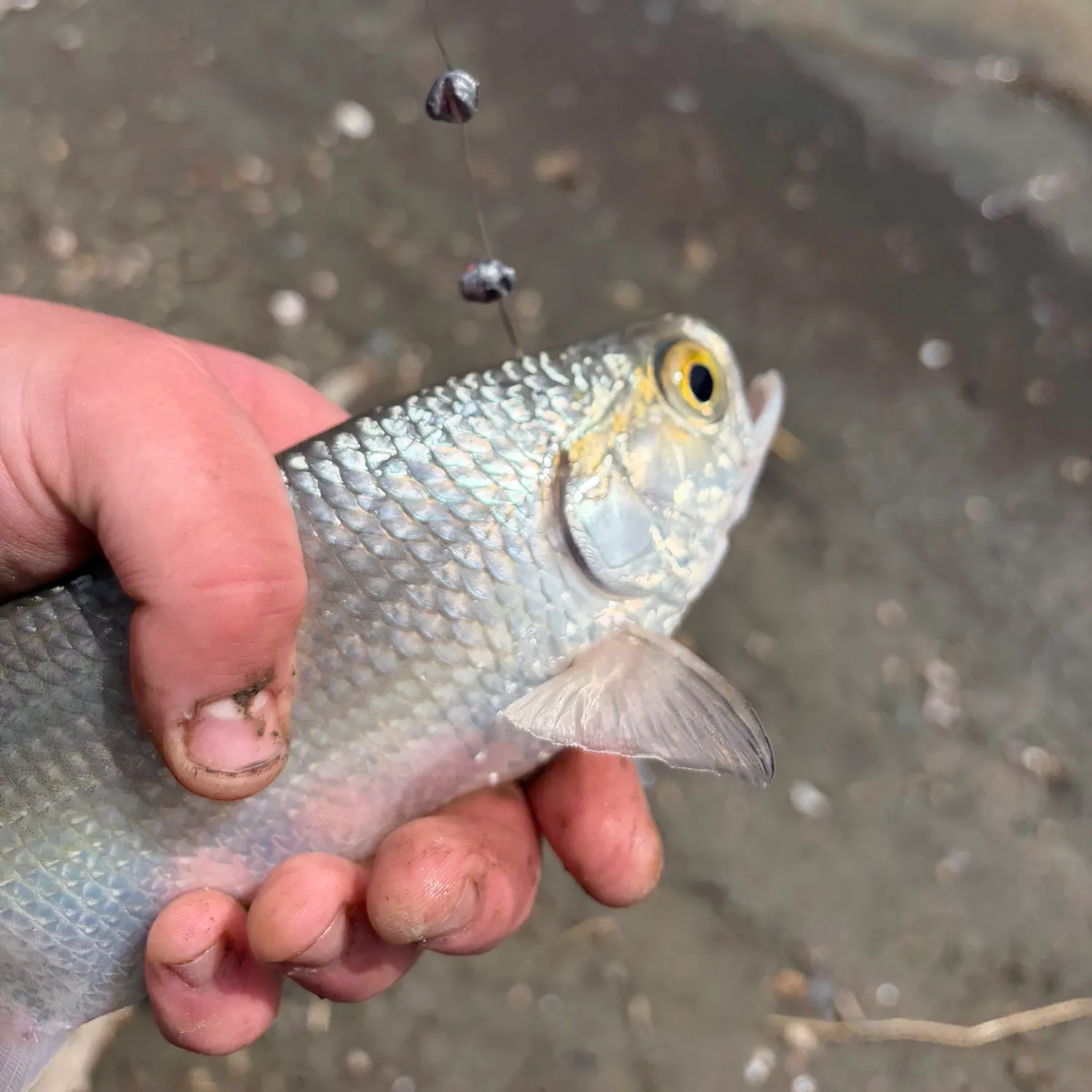 The most recent Goldeye catches on Fishbrain