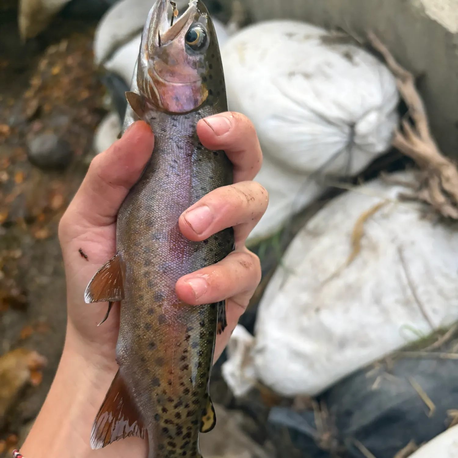 Rainbow trout caught on Fishbrain