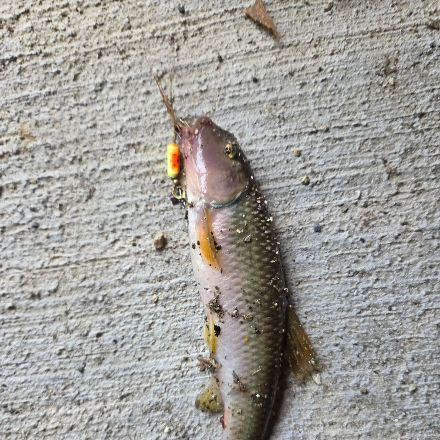 The most recent River chub catches on Fishbrain