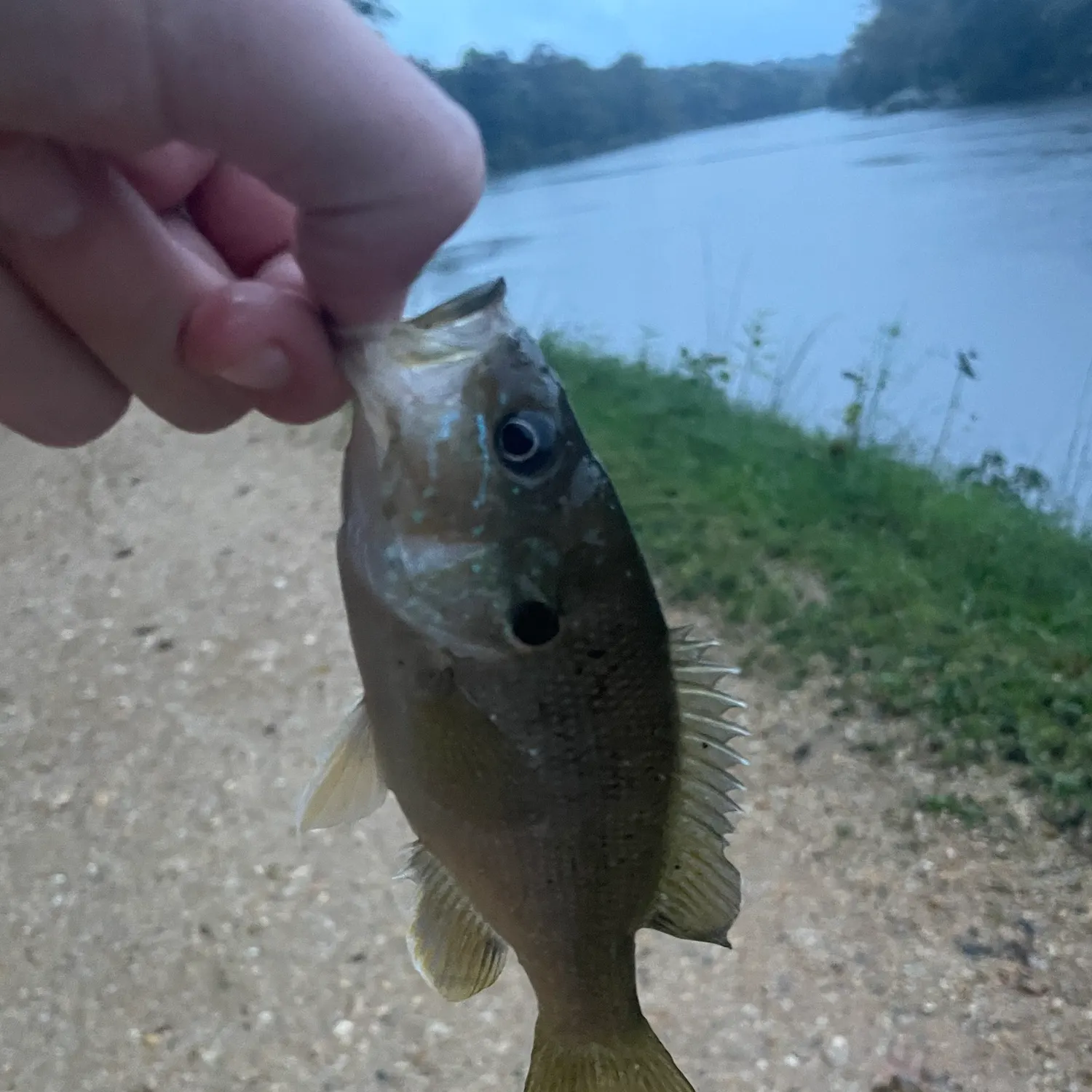 Green sunfish caught on Fishbrain
