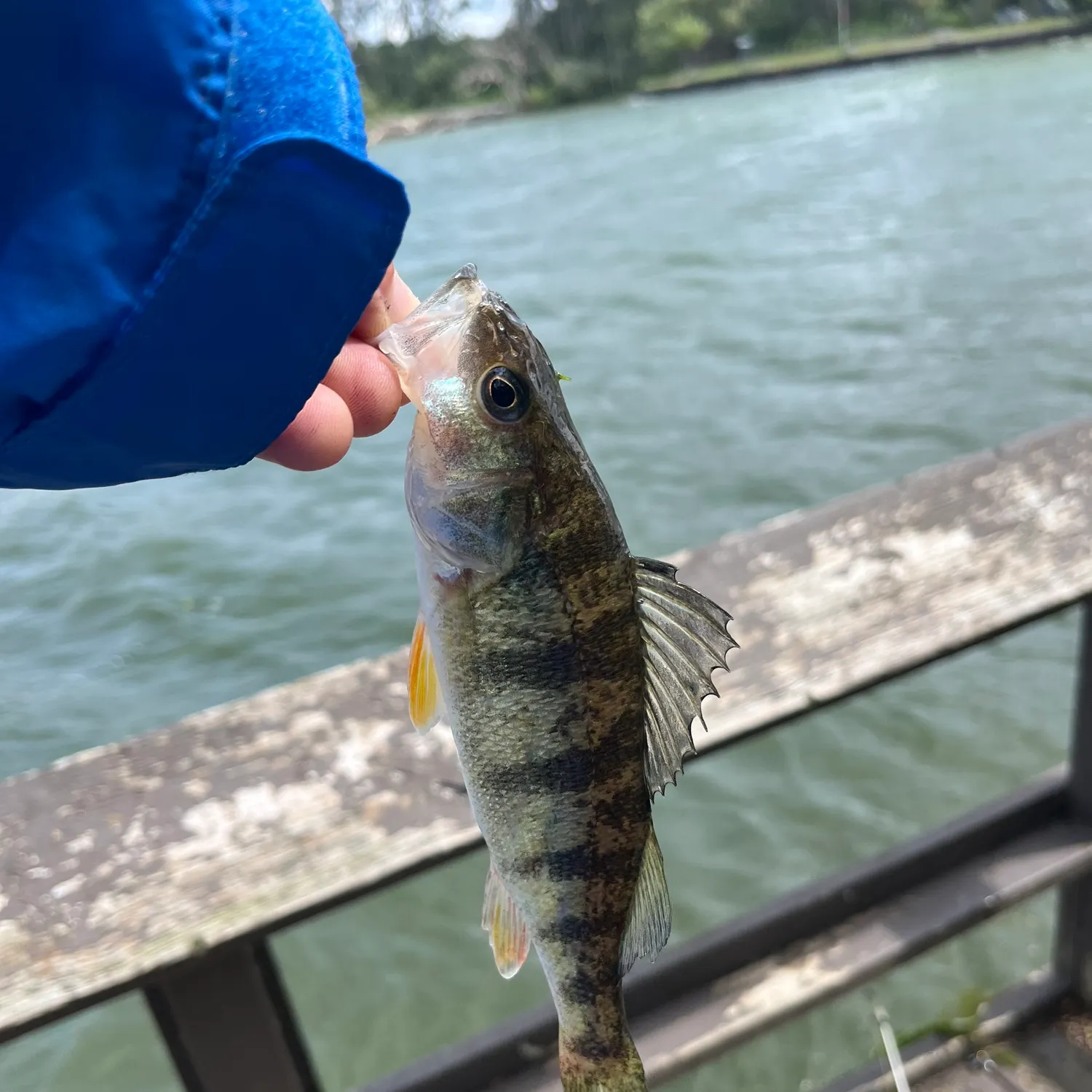 Yellow perch caught on Fishbrain