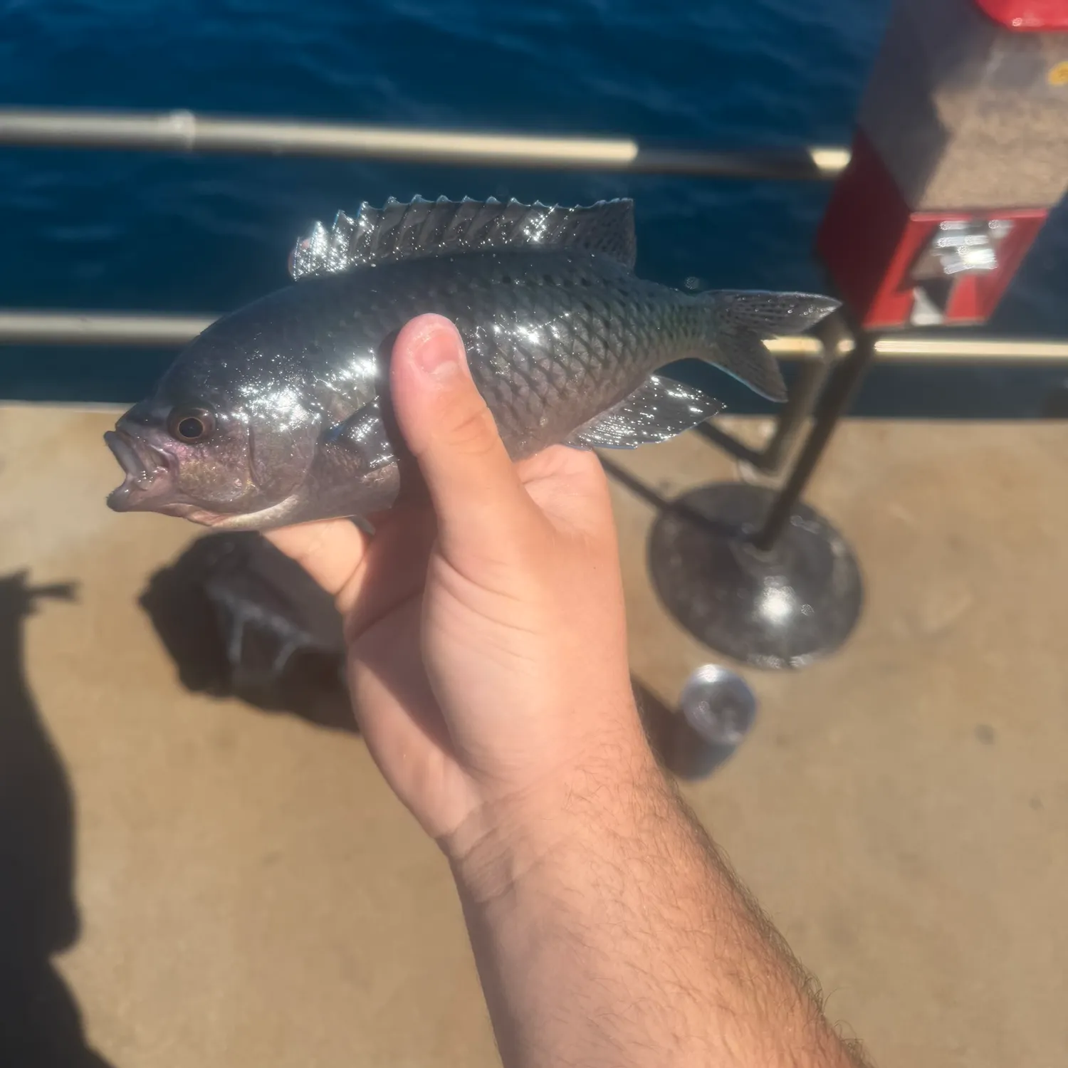 The most recent Blacksmith catches on Fishbrain