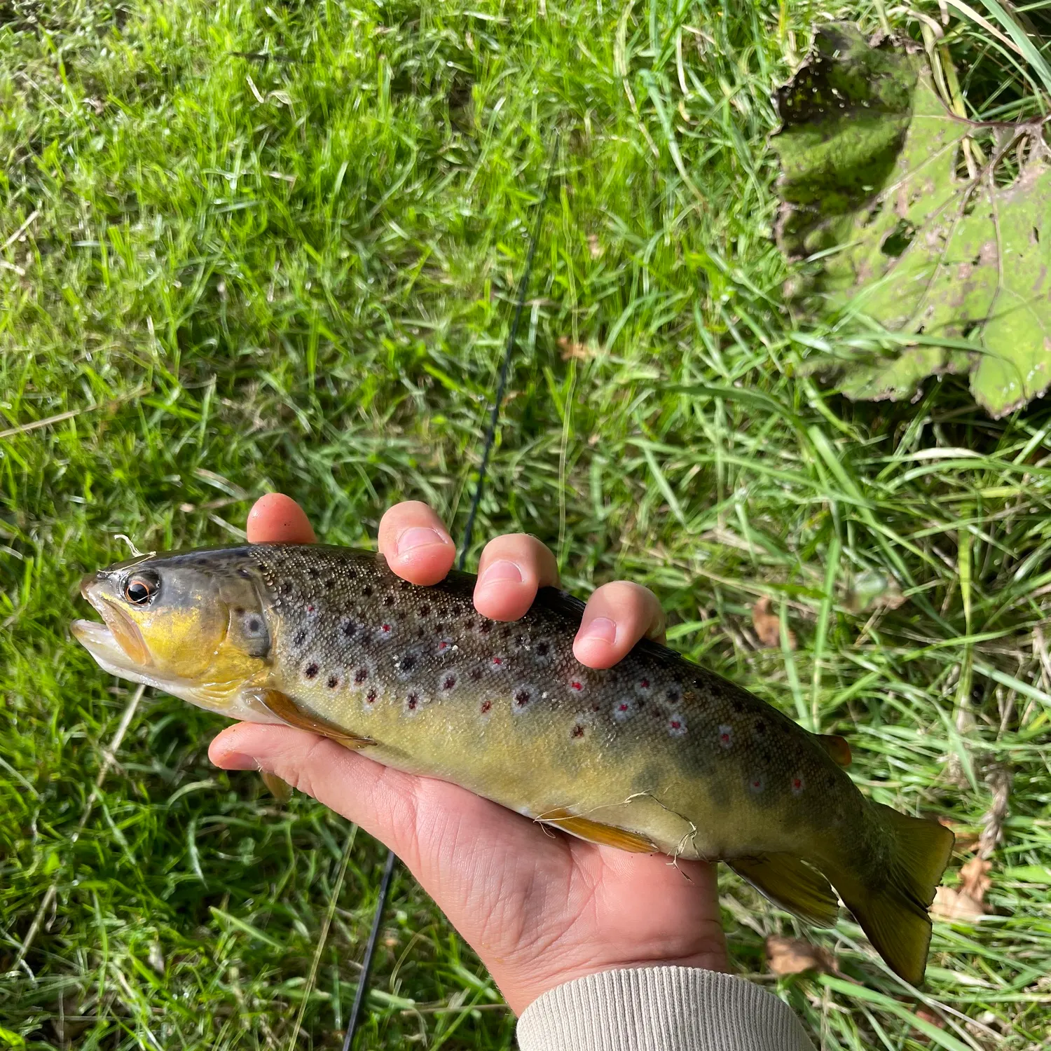 Lake trout caught on Fishbrain