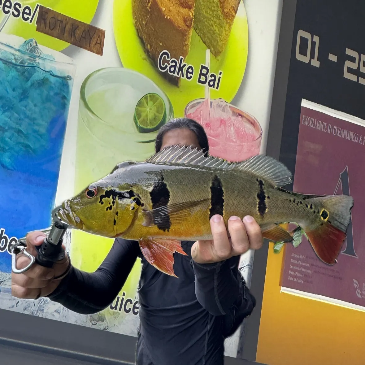 The most recent Butterfly peacock bass catches on Fishbrain