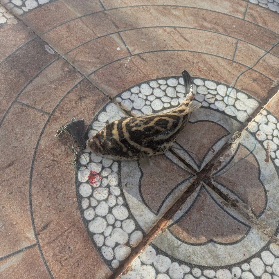 The most recent Checkered puffer catches on Fishbrain