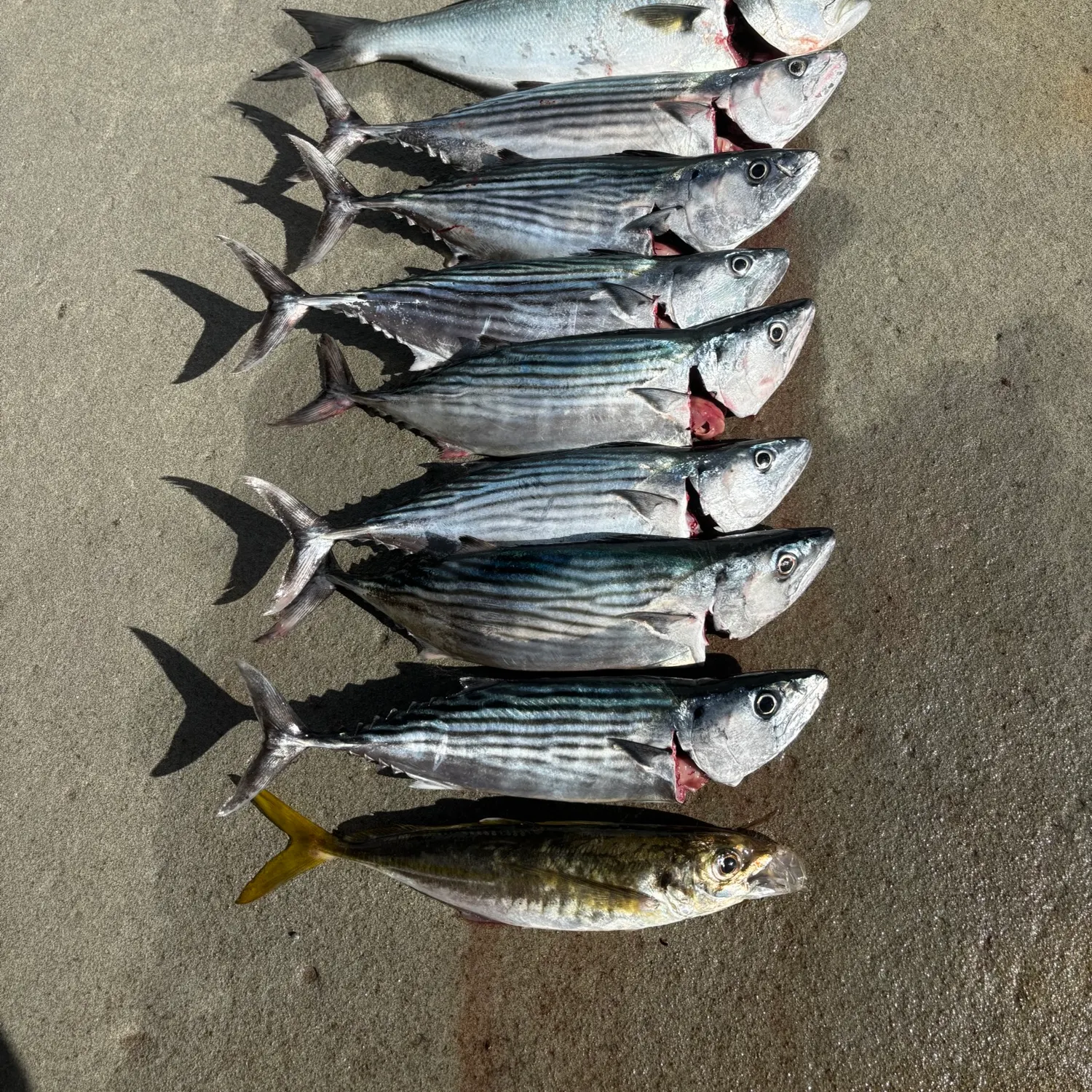 recently logged catches